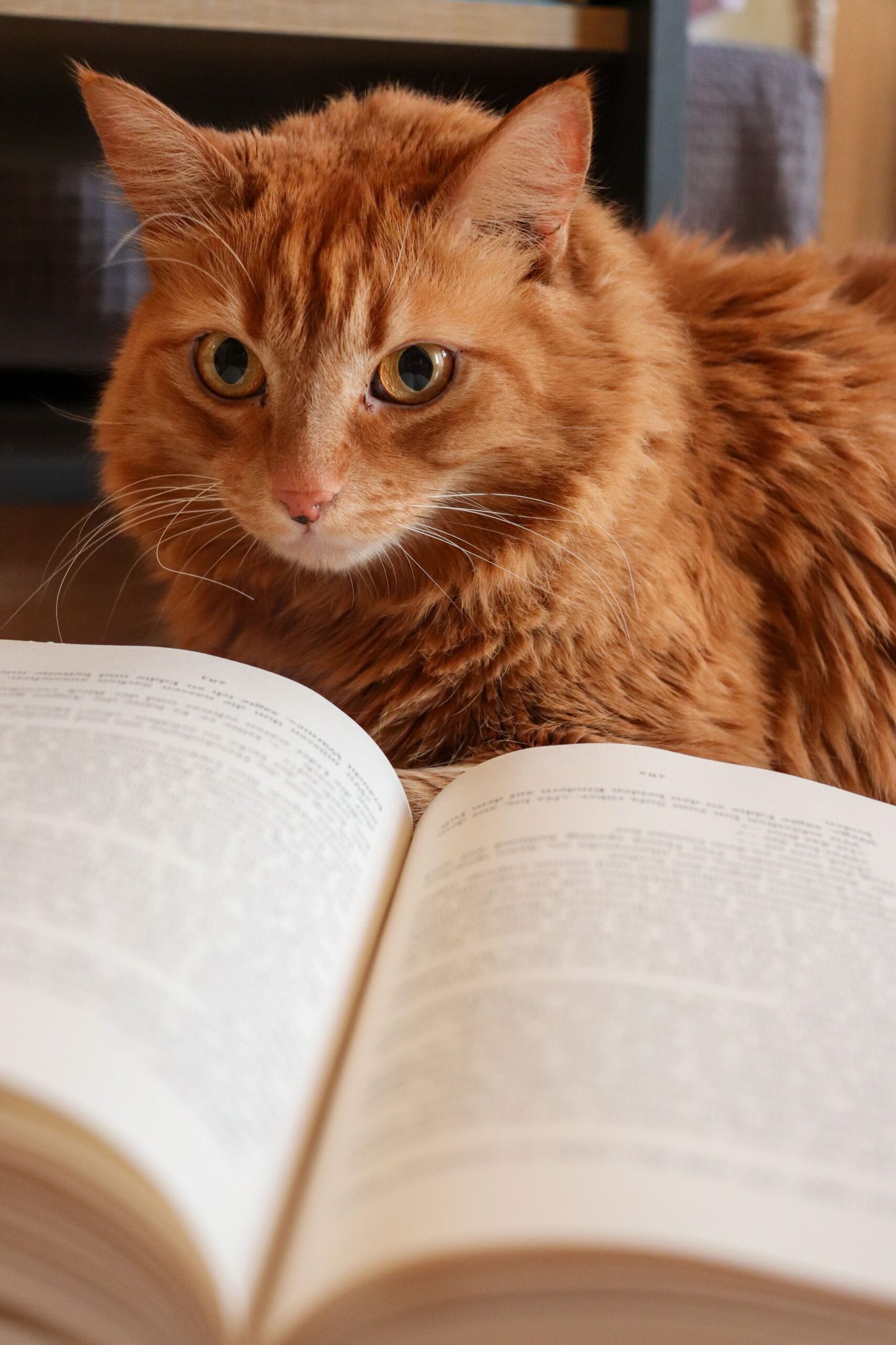 animal-insight-readings-orange-cat-open-book What an insight reading offers