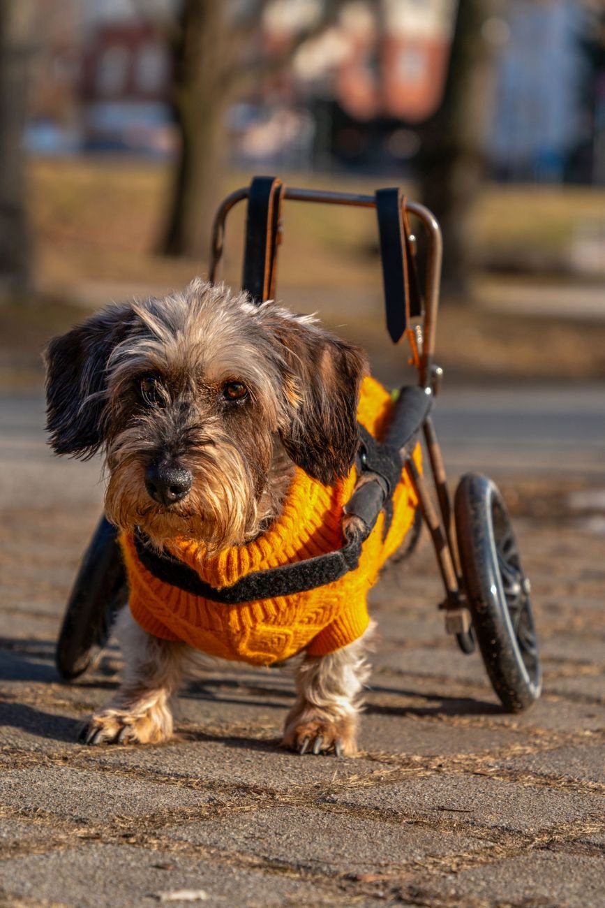 In-home animal care visit