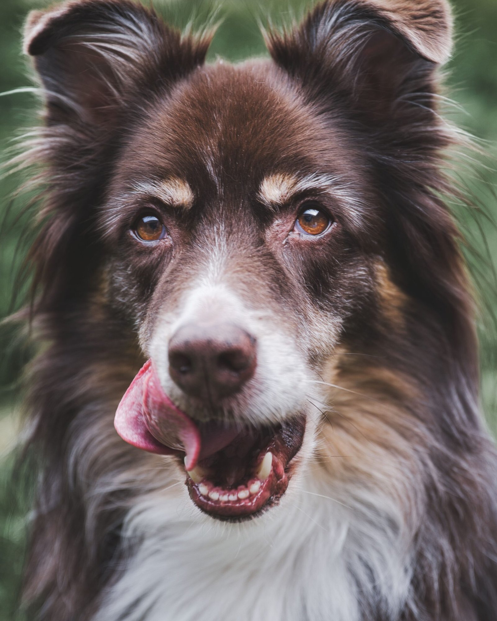 Whole-animal nutrition guidance Whole-animal nutrition guidance