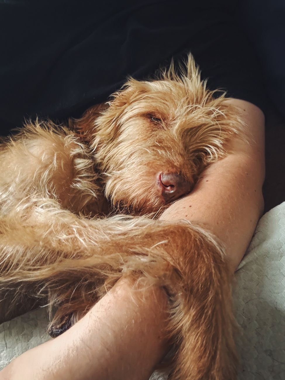 Senior animal comfort care