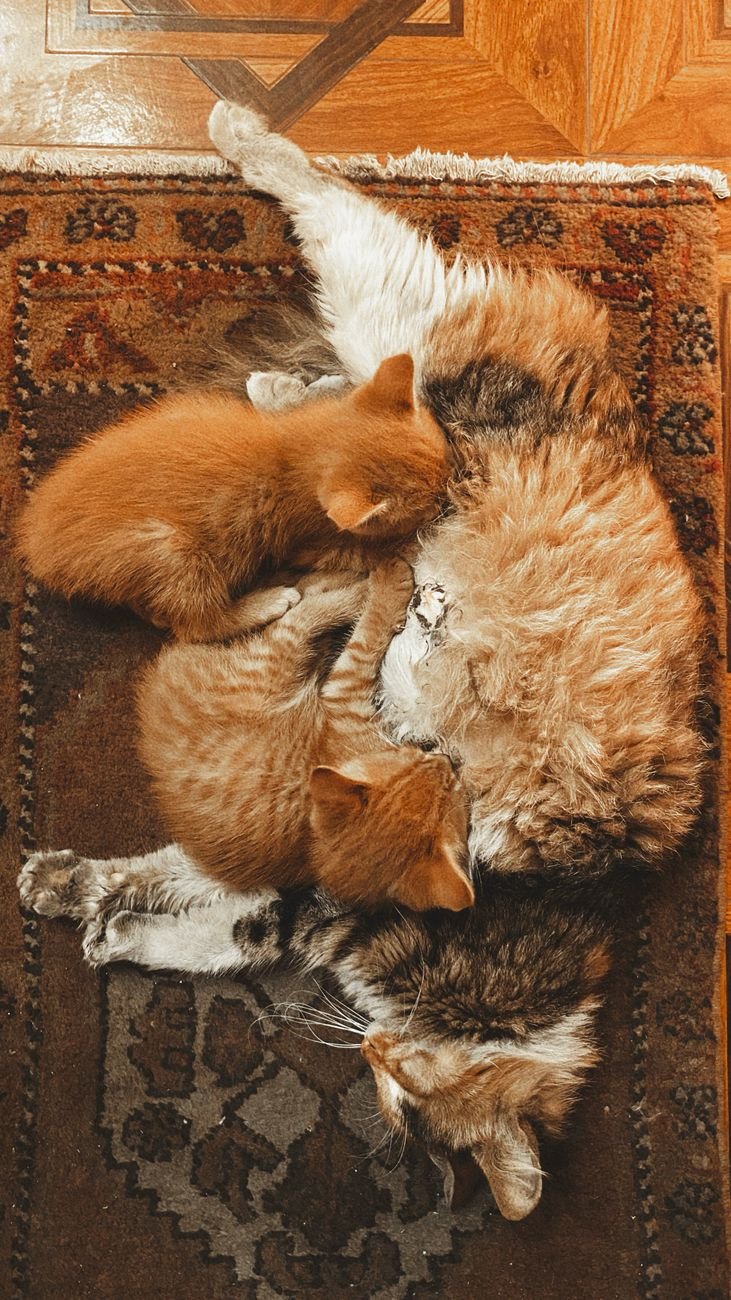Senior animals welcome